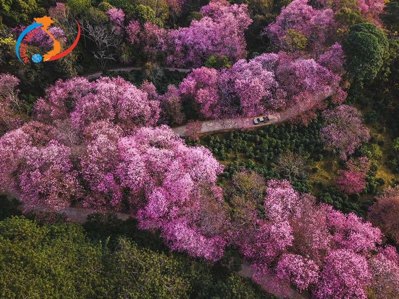 Địa điểm ngắm hoa anh đào ở Thái Lan Địa điểm ngắm hoa anh đào ở Thái Lan