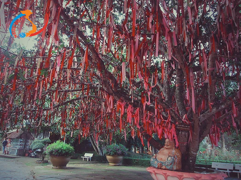 Cây nguyện ước Cây nguyện ước