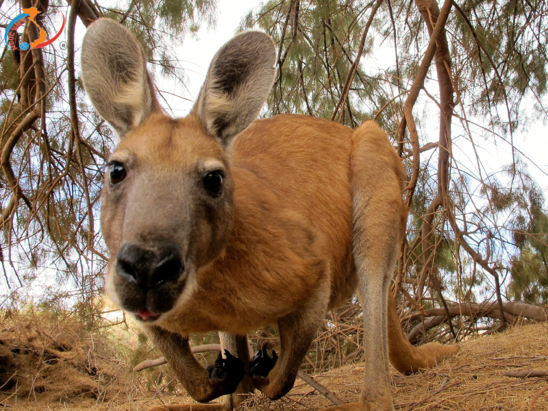 DU XUÂN 2026 TẠI AUSTRALIA  XỨ SỞ KANGAROO - MELBOURNE – SYDNEY - BALLARAT